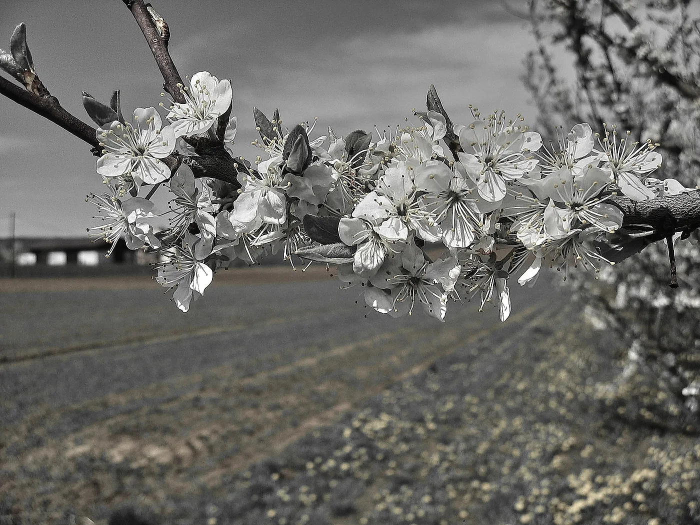Obstblüte