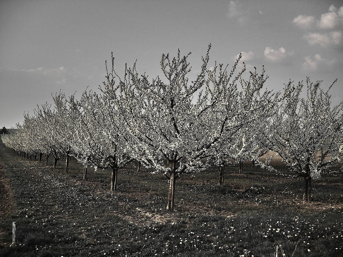 Streuobstwiese